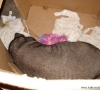 izzy-box2.jpg