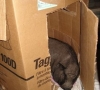 izzy-box3.jpg