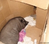 izzy-box4.jpg