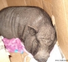 izzy-box5.jpg